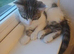 Female kitten
