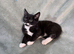 3 beautiful kittens looking for homes