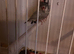 Java sparrows free