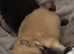 Beautiful Pomeranian pups
