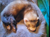 8 week old boy ferret for sale £50