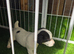 Parson Russells terriers