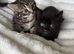 3 kittens
