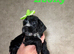 X6 cockapoo F1B puppies