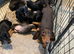 Dachshund Puppies Last Boys Ready Now