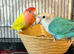 Baby Lovebird ready for reserving