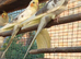Pied and normal babies ready this weekend