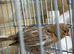 Young canary birds