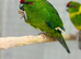 Kakariki parrots