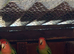 adult lovebirds for sale sex not known 40 each