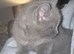 Beautiful grey female kitten