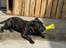 Staffordshire bull terrier female full kc