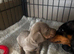 Dachshund puppies