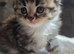 Beautiful British long haired kittens