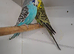 Young and adult budgies to go
