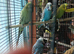 Available 4 x Budgie MALES 2 x Greens /yellow and 2 x Different Blues all roughly 6 months old £92