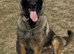 Mali x Dutch herder