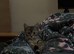 Girl kitten