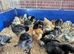 2 week old chicks available