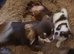long coat male chihuahua READY NOW