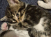 Kiten