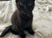 10 week old black Scottish fold boy