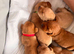 Stunning KC registered lab puppies.