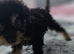 Toy labradoodle puppies