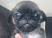 Beautiful Pug Puppies Ready 5th November