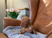 Home Bred Hungarian Vizsla Puppies 0.9% COI 5 Generation KC Registered