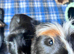 2 Male Guinea pigs 6mths complete C&C set up