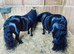 Lakehead Ellquence ~ 'Nellie' A pony in a Million