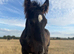 Welsh D x traditional cob to make 14.2hh