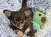 Gorgeous Chihuahua puppy male