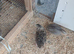 Courtnix quails 6 females 1 male