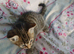 Beautiful tabby girl kitten 6 weeks