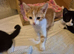 Lovely kittens