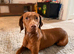 Lovely family, Dog looking for a Home