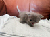 Persian x exotic/ragdoll READY TO GO