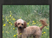 Kc registered orange poodle beautiful girl