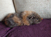 Beautiful baby guinea pigs
