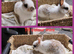 Beautiful Mini bunnies. Possibly females. Not 100%.Ready to leave 7th and 8th Aug. NR watton. No timewasters.