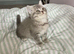 BEAUTIFUL BSH BOY (READY NOW)