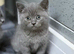 Stunning BSH kittens READY NOW!