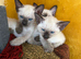 Siamese kittens ready September