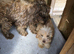 Cockerpoo