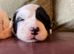 Old English Sheepdog Puppies