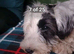 Sealyham Terrier