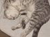 Scottish fold/straight kittens