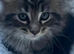 Stunning Mainecoon kittens